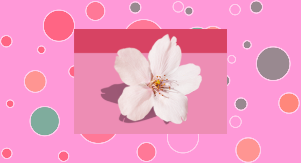 スタバサクラ2026ひなまつり-6